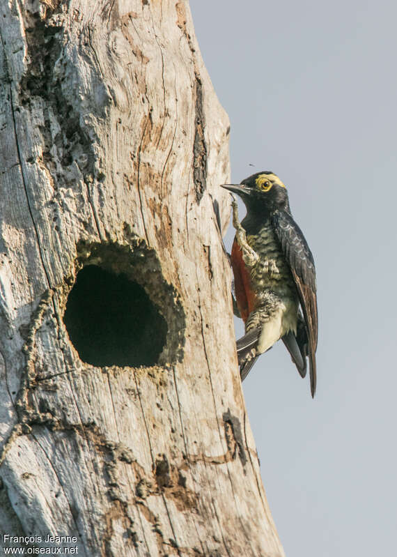Yellow-tufted Woodpecker, Behaviour