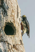 Yellow-tufted Woodpecker