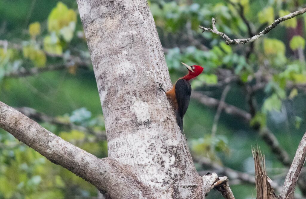 Red-necked Woodpecker