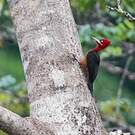 Pic à cou rouge
