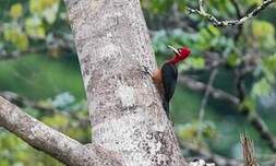 Pic à cou rouge