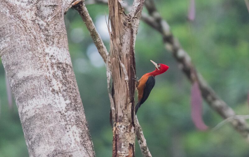 Red-necked Woodpecker female, identification