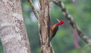 Red-necked Woodpecker