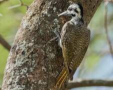 Bearded Woodpecker