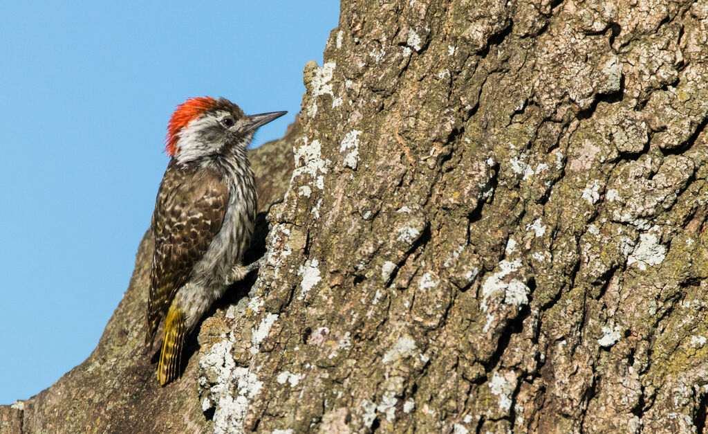 Cardinal Woodpecker