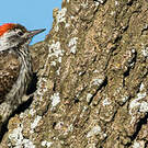 Pic cardinal