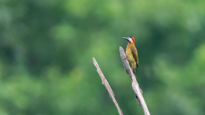 Spot-breasted Woodpecker female