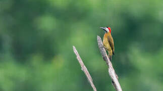 Spot-breasted Woodpecker