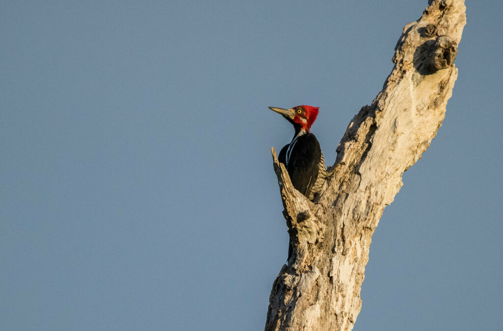 Crimson-crested Woodpecker