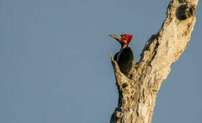 Crimson-crested Woodpecker