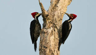 Crimson-crested Woodpecker