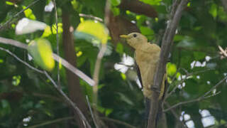 Cream-colored Woodpecker