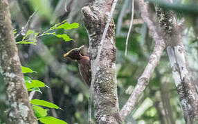 Chestnut Woodpecker