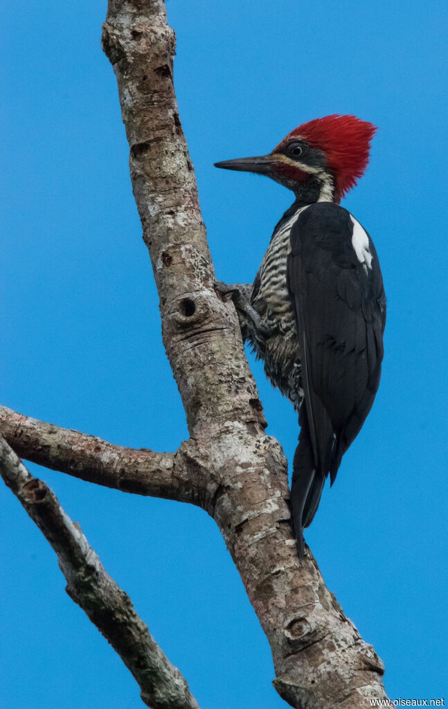 Lineated Woodpecker