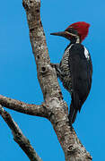 Lineated Woodpecker