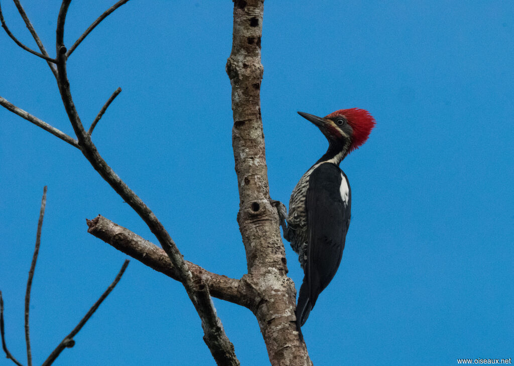 Lineated Woodpecker