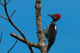 Lineated Woodpecker