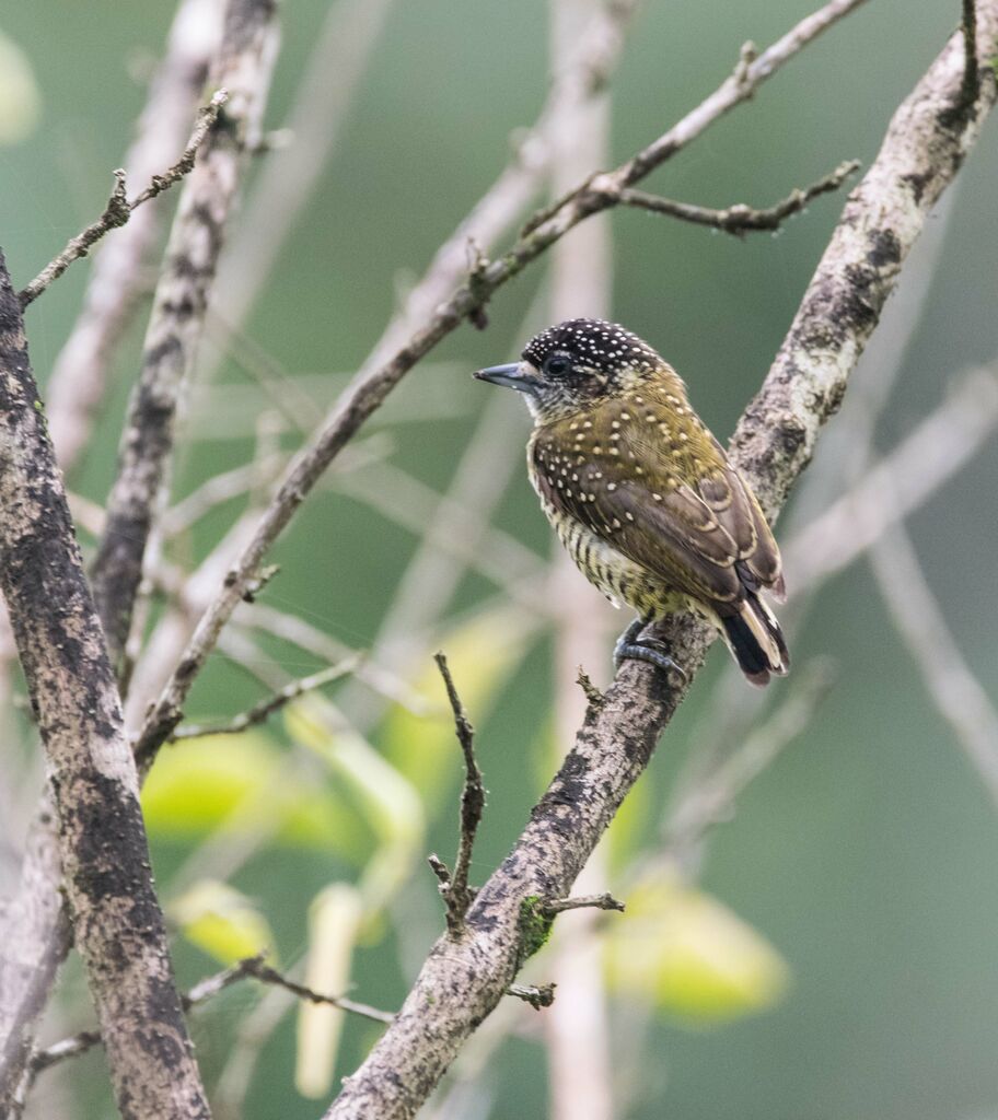 Golden-spangled Piculet