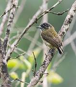 Golden-spangled Piculet