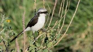 Grey-backed Fiscal