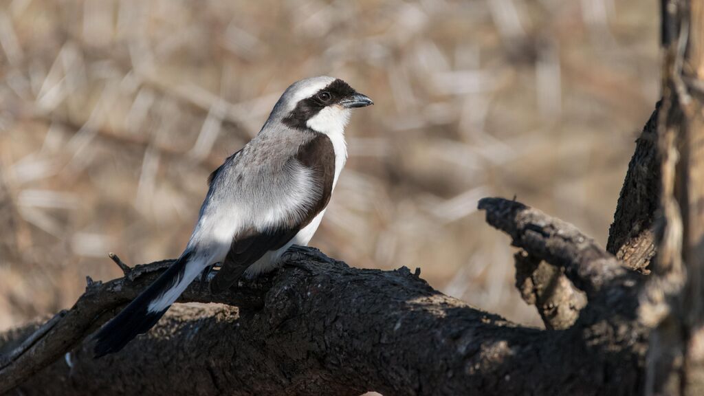 Grey-backed Fiscal