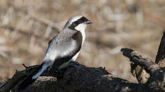 Pie-grièche à dos gris