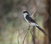 Long-tailed Fiscal