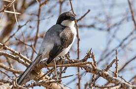 Long-tailed Fiscal