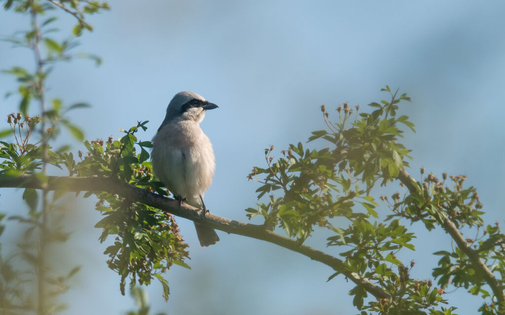 Red-backed Shrike male adult