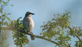 Red-backed Shrike