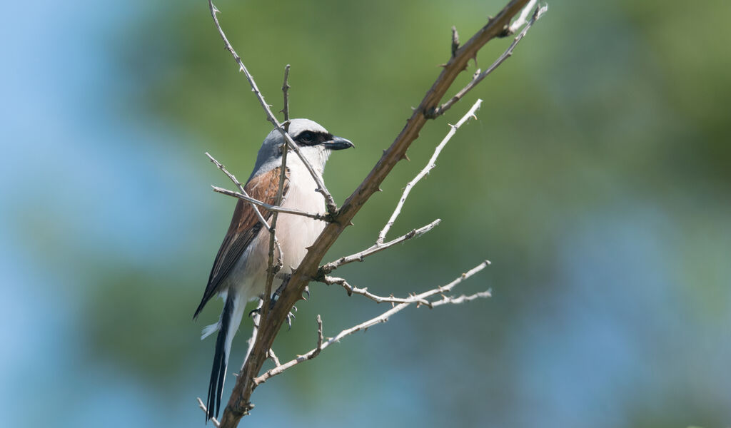 Red-backed Shrike