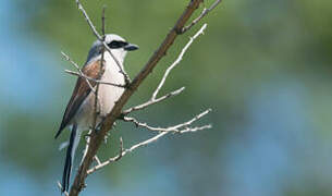 Red-backed Shrike