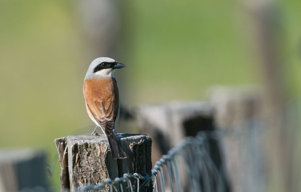 Red-backed Shrike