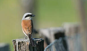 Red-backed Shrike