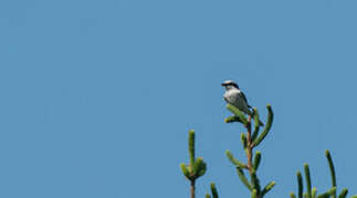 Great Grey Shrike