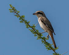 Isabelline Shrike