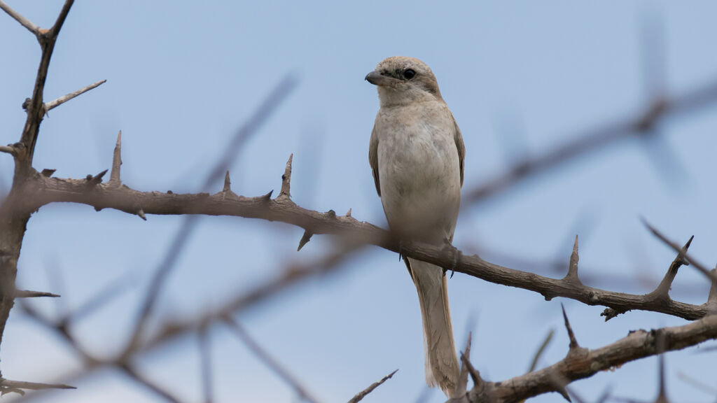 Isabelline Shrike female