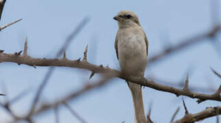 Isabelline Shrike