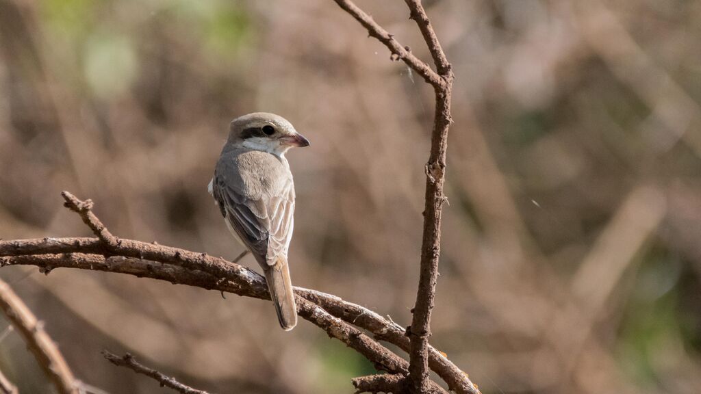 Isabelline Shrike female