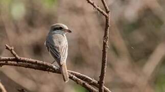 Isabelline Shrike