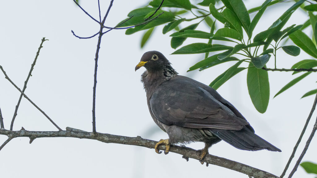 Comoros Olive Pigeon