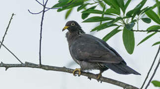 Comoros Olive Pigeon