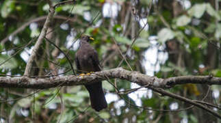 Comoros Olive Pigeon