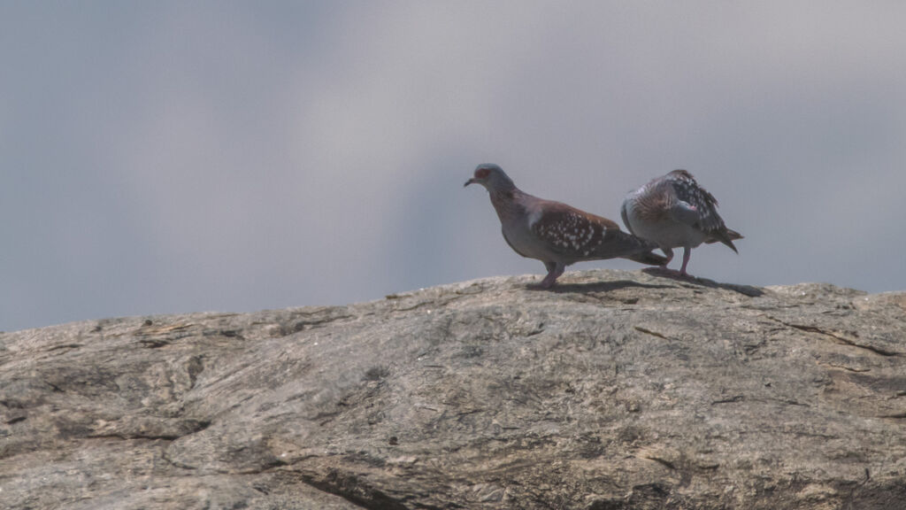 Pigeon roussard