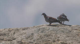 Speckled Pigeon