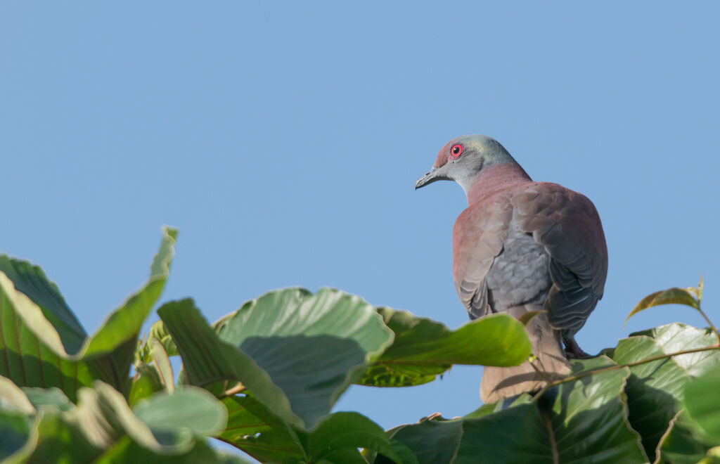 Pigeon rousset