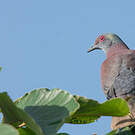 Pigeon rousset