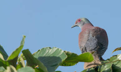 Pigeon rousset