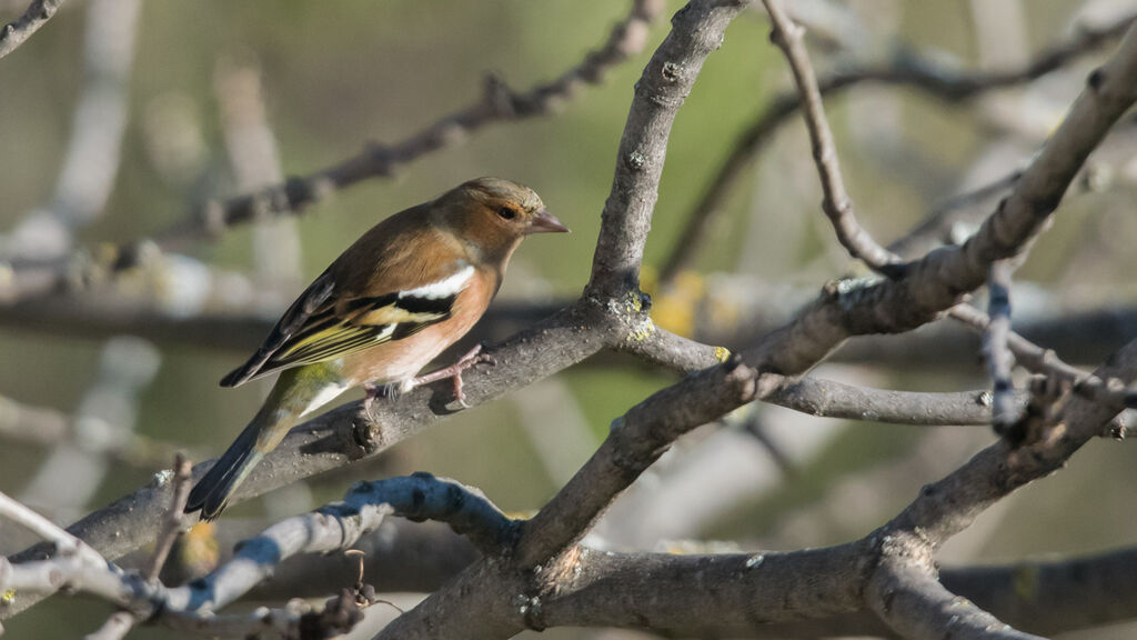 Common Chaffinch male