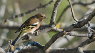 Eurasian Chaffinch